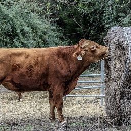 Local forage farming