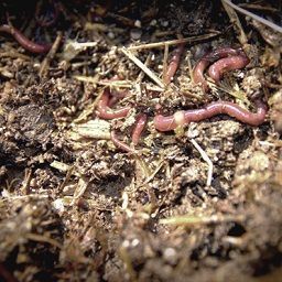 Use of animal fertilizers