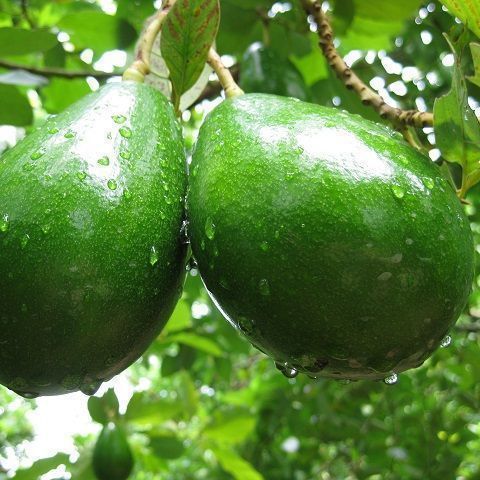 Avocadi