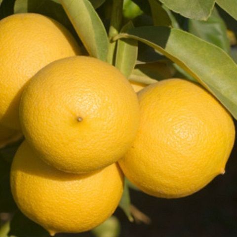 Bergamotti Bio - 10 Kg