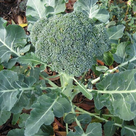 Broccoli