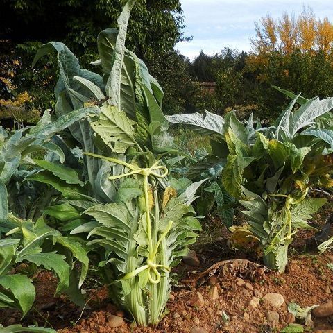 Carducci di carciofo