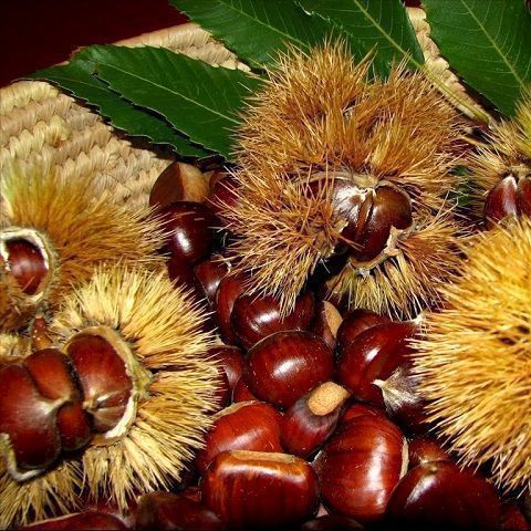 Retina di Castagne- 2 Kg