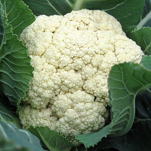 Cavolfiore romanesco