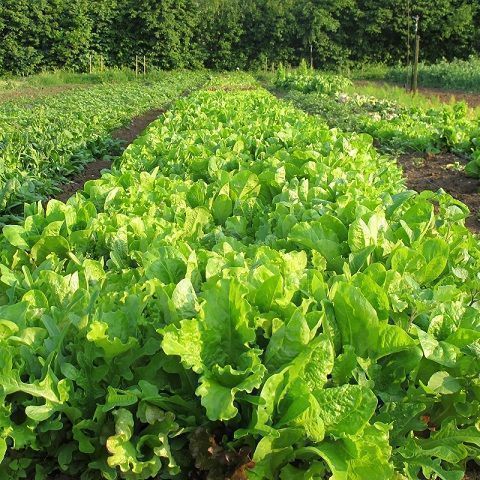 Indivia riccia 500gr