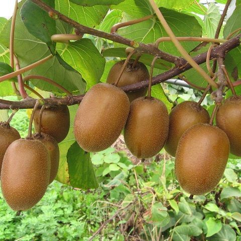 Kiwi Hayward - POGGI MILENA