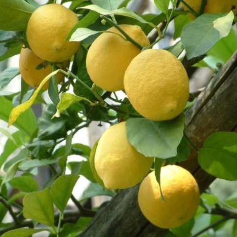 Limoni cedrati