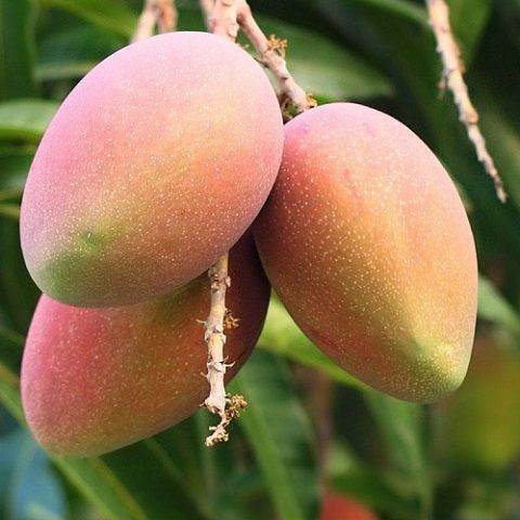 Mango cassetta da 5 Kg