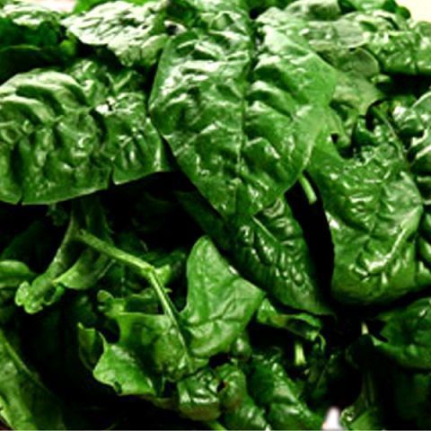Spinacino (pianta pi&ugrave; giovane anche da mangiare crudo)