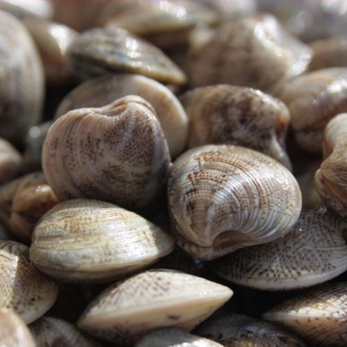 Vongole 900 Gr