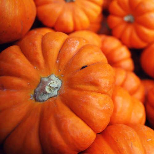 Zucca 1 Kg