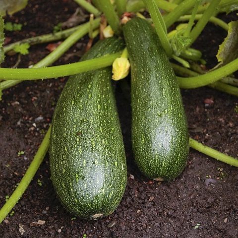 Zucchine 1Kg