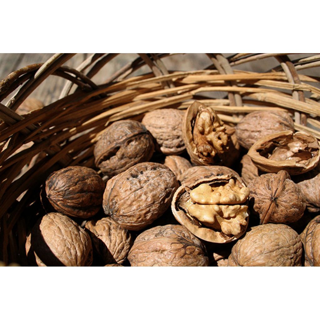 Noci in guscio Bio 1 Kg - 100% Italiano - Prodotto in Sicilia