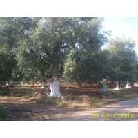 calce_secolari_strada__prov.sf