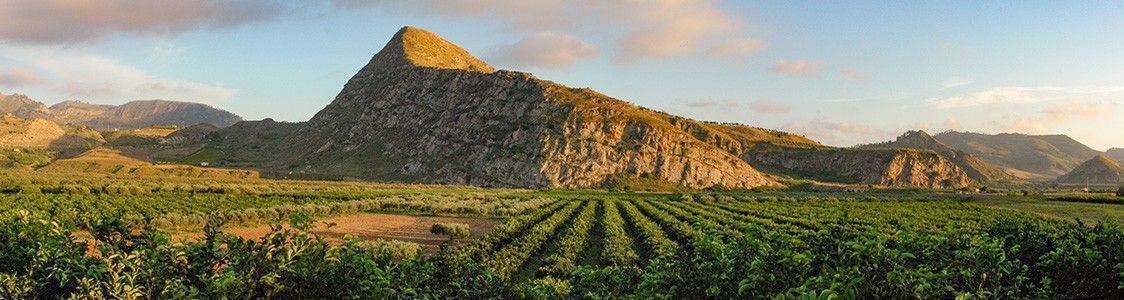 A. Agricola Biologica Borsellino Leonardo - Siciliarance