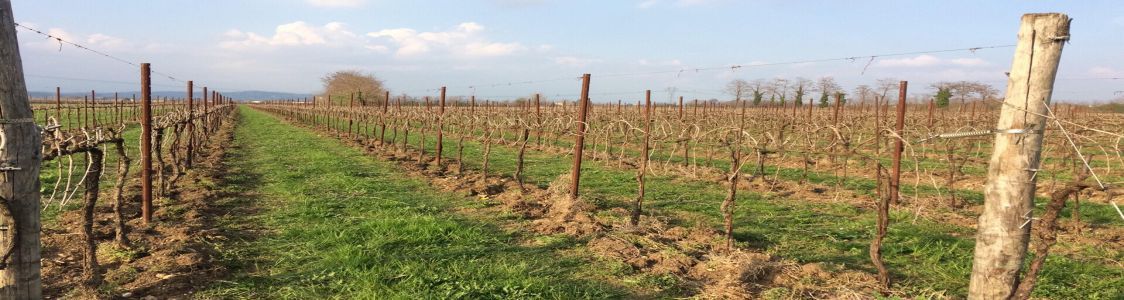 Azienda agricola Luca Rossetto