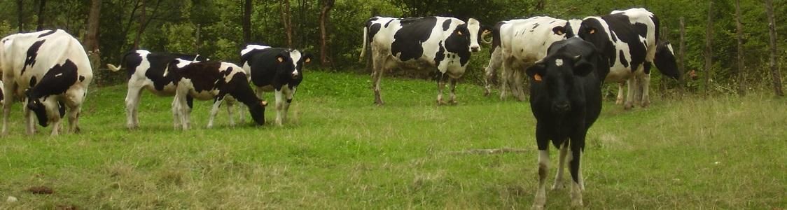 Montagnana - Az. Agr. Biologica