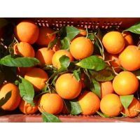 523529_516643871694835_1102089860_n