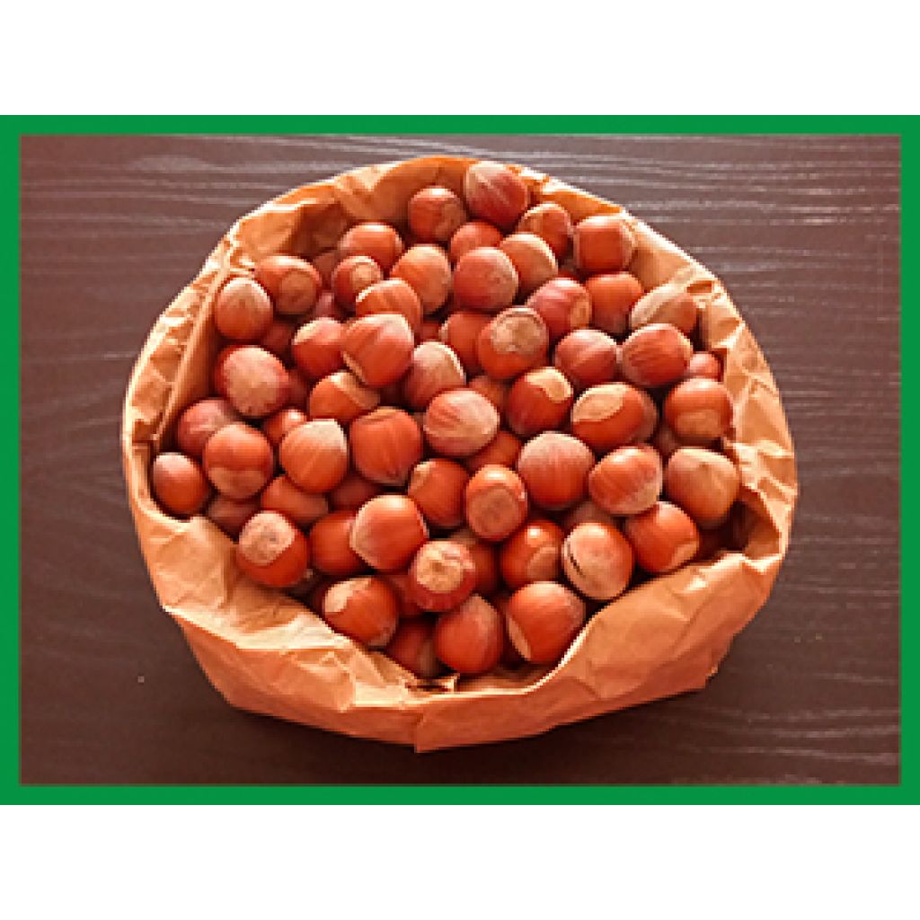 Nocciole (1 Kg)