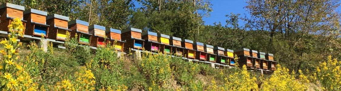 Azienda agricola Le Bosche