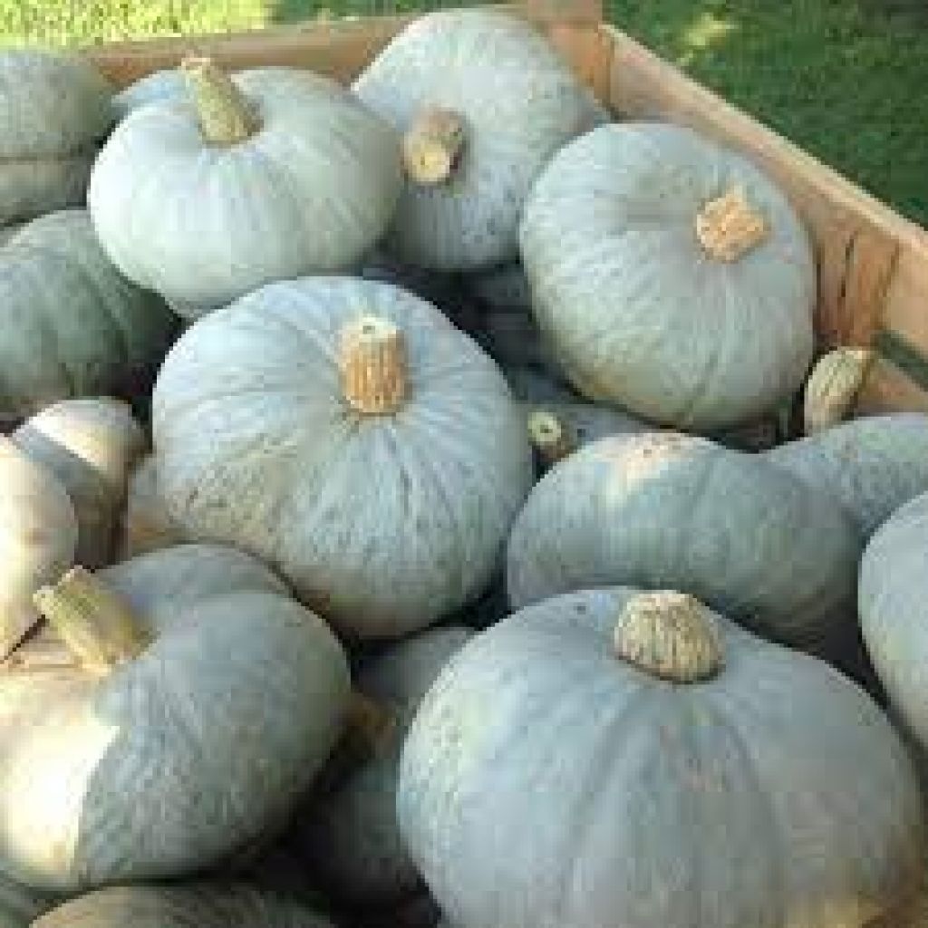 Zucca Mantovana Grande