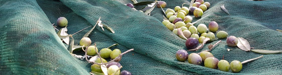 Azienda agricola 5 Grani di Gallo Francesco