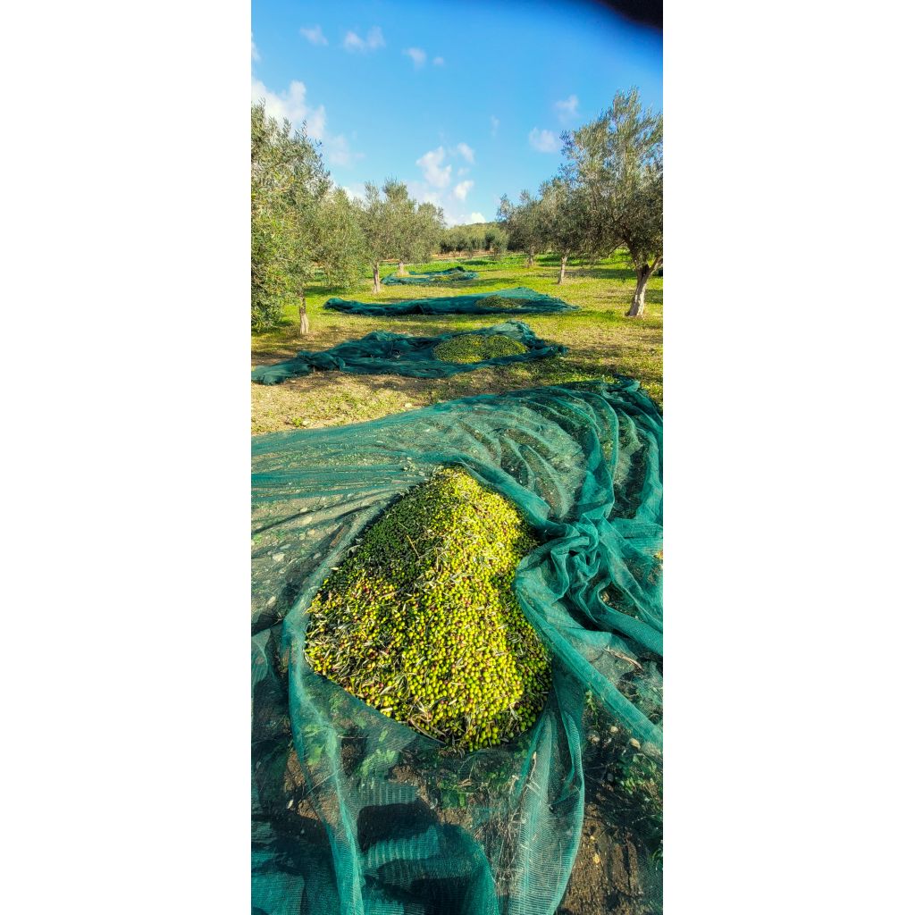 Latta 5L Olio ExtraVergine di Oliva Biologico