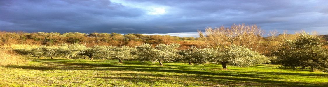 DAL FATOURIN soc. agr.