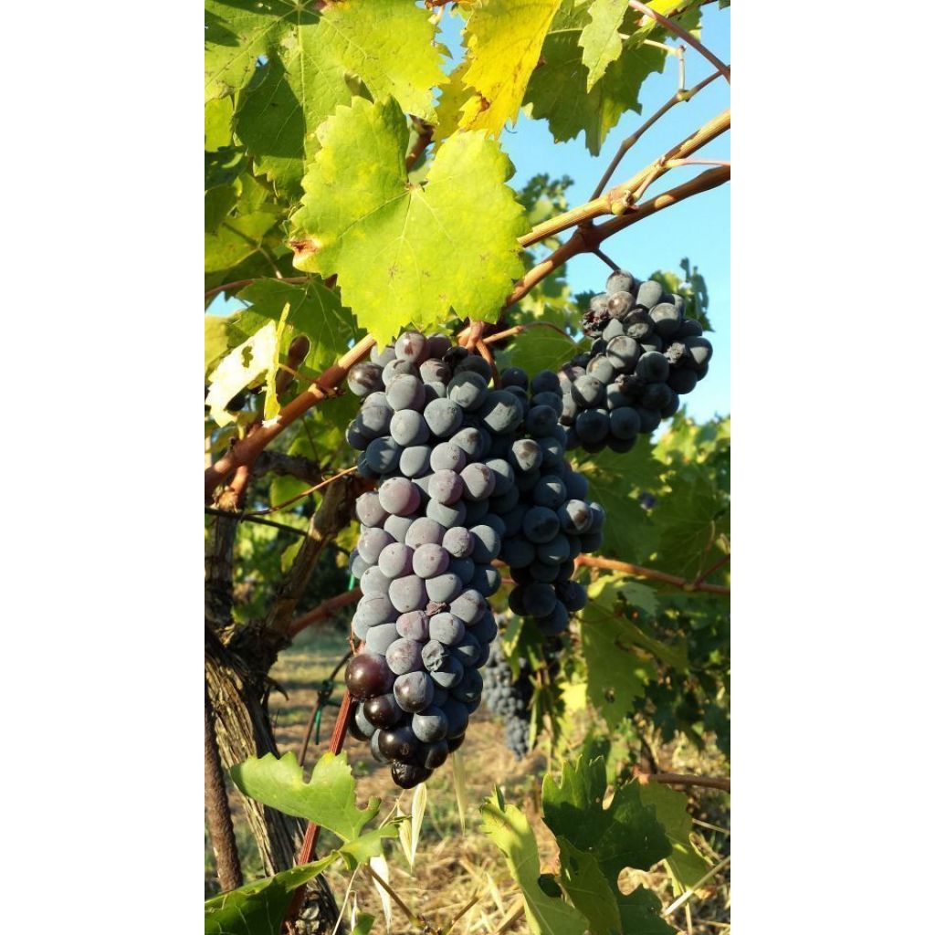 Uva Sangiovese bio