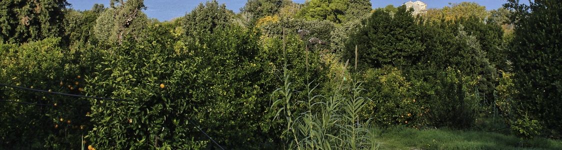 Bruno Di Biase (Agrumi del Gargano)