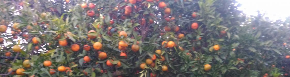 Azienda agricola BioMele di Farina Maria