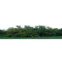 bella pianta clemcaric