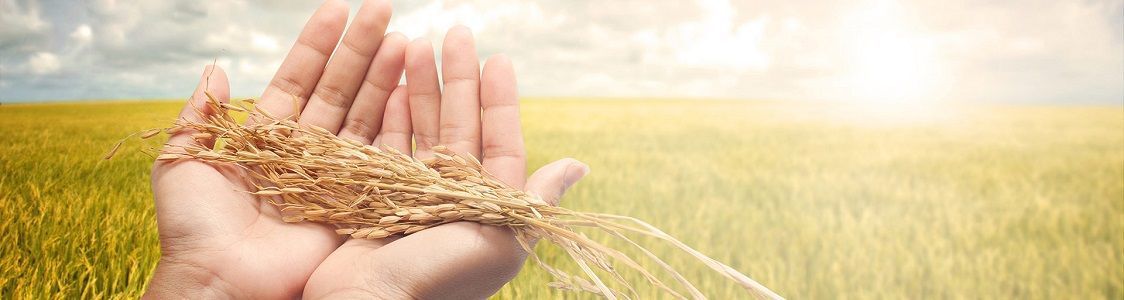 Riso Jolanda - Azienda agricola F.lli Penazzi