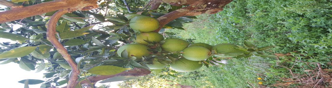 Aziende agricole Sapuri