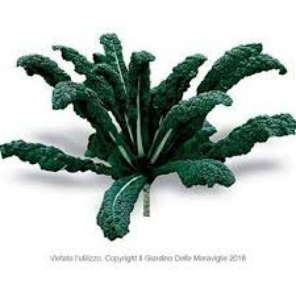 cavolo nero