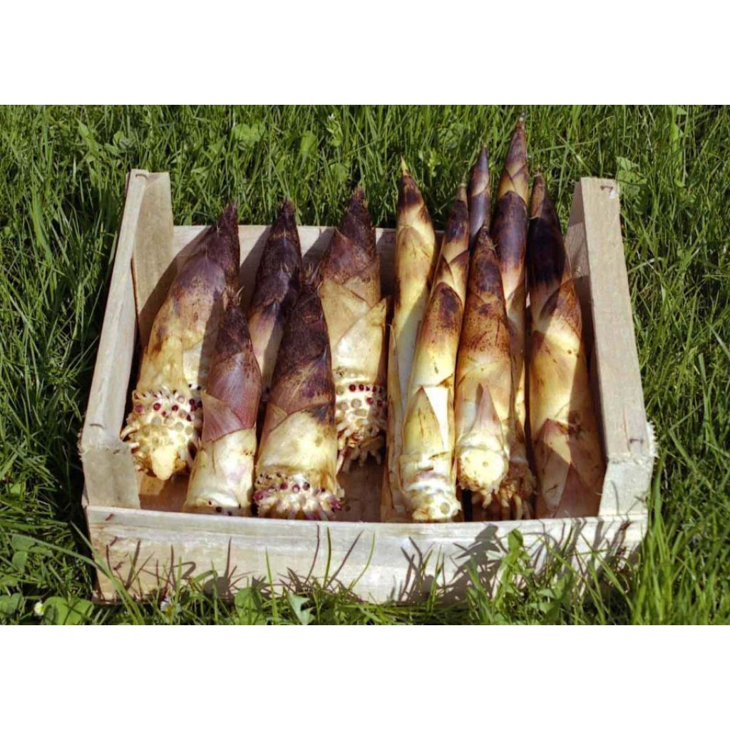 germogli di bamb&ugrave;