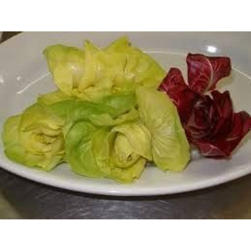 Radicchio canary