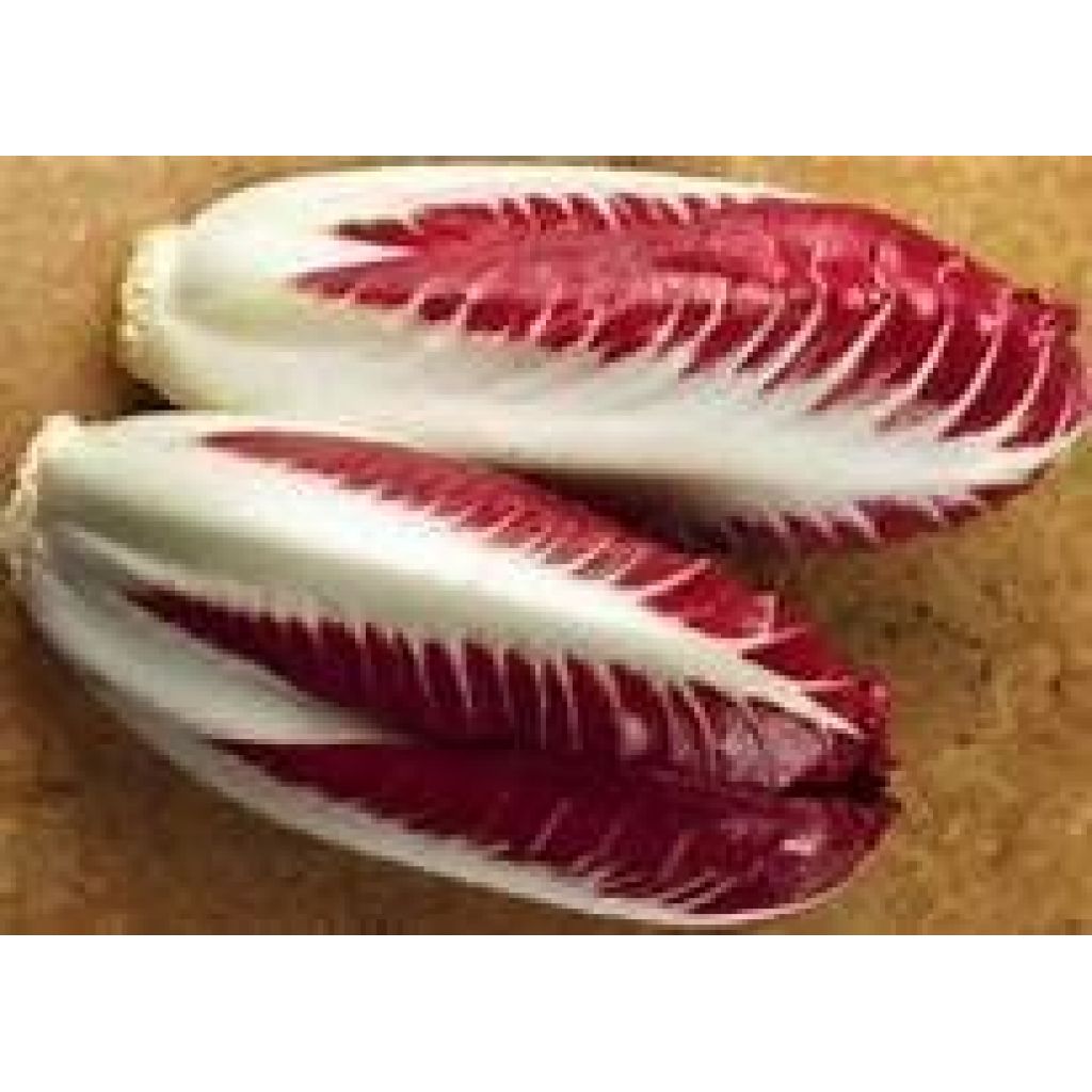 Radicchio Precoce
