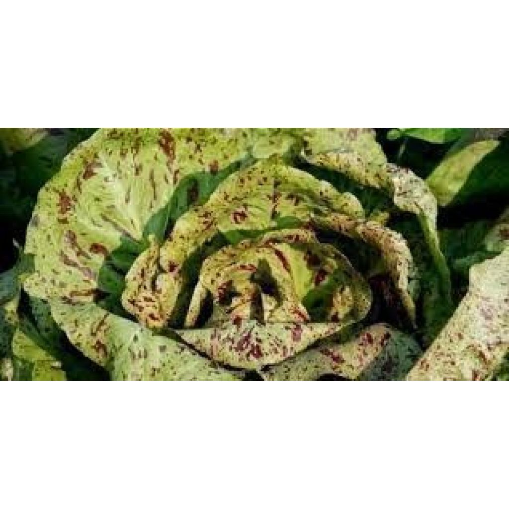 Variegated radicchio