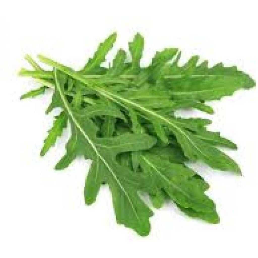 Rucola