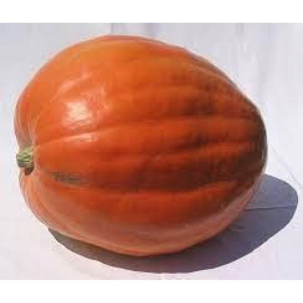 Zucca quintale arancione