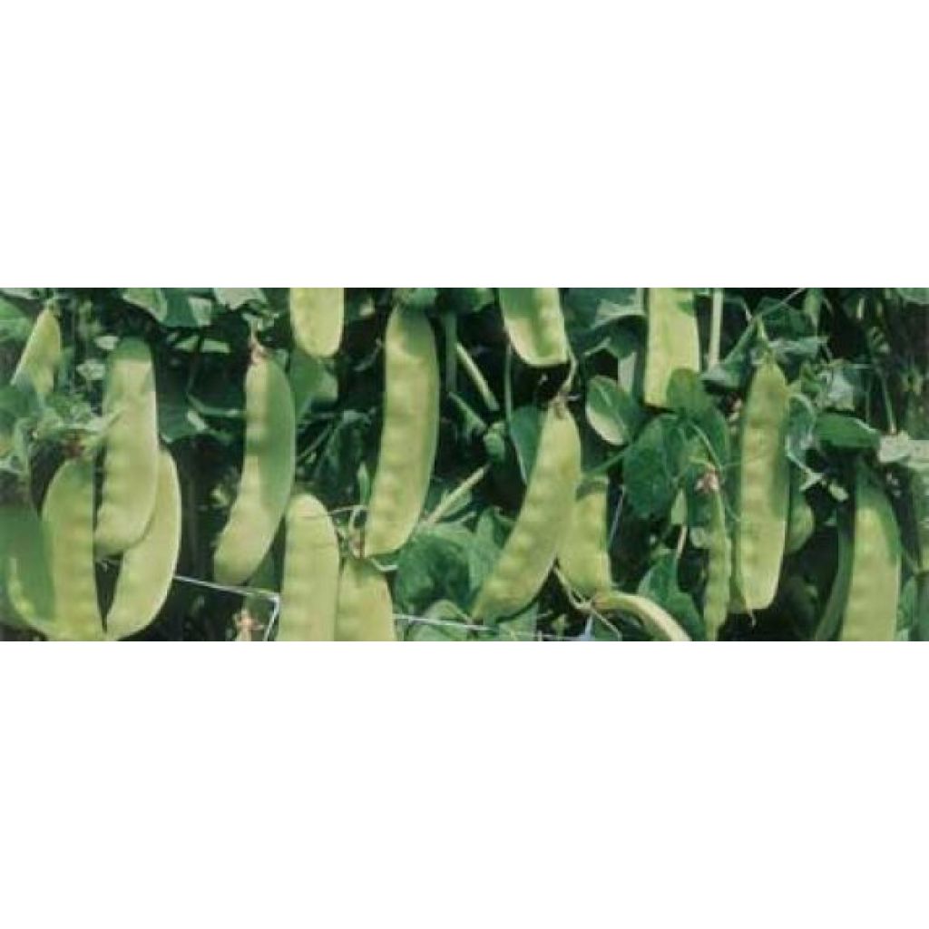 Taccole piselli mangiatutto