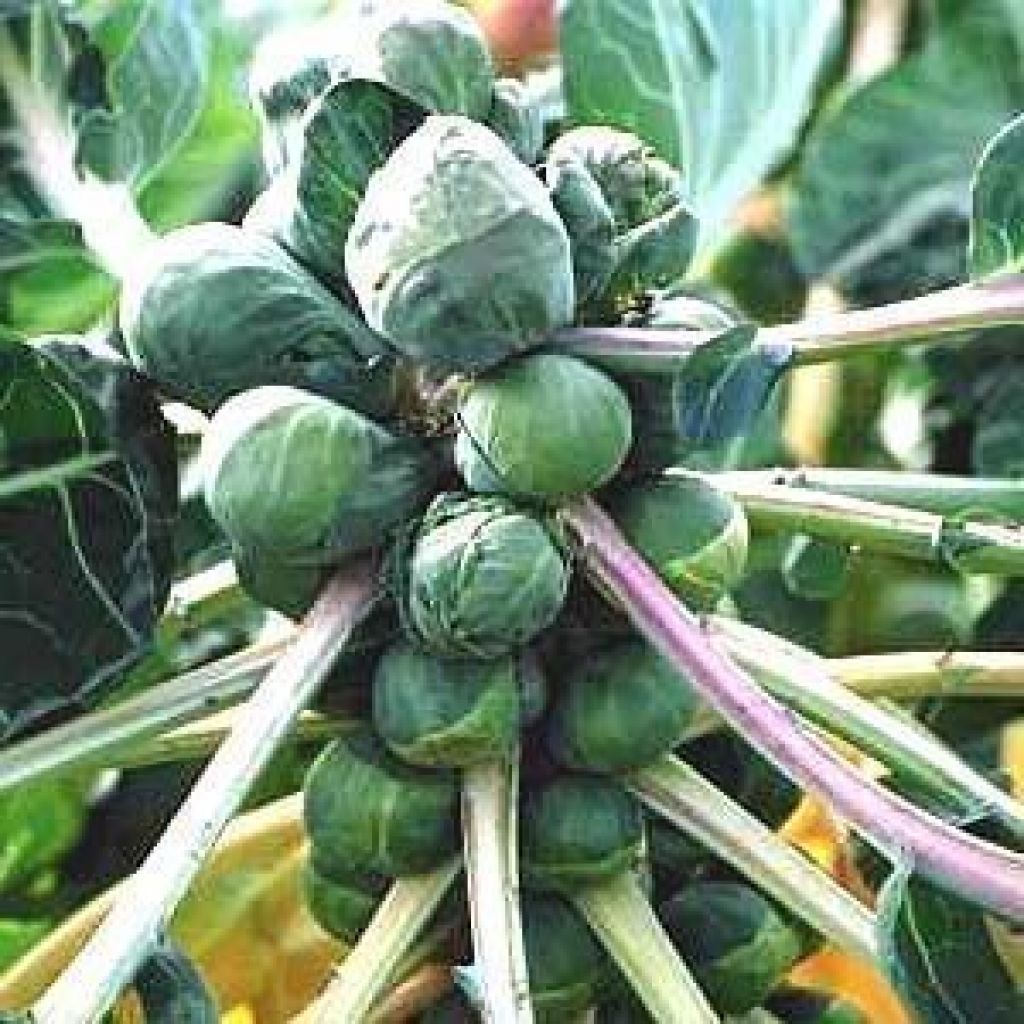 Cavolini di Bruxelles