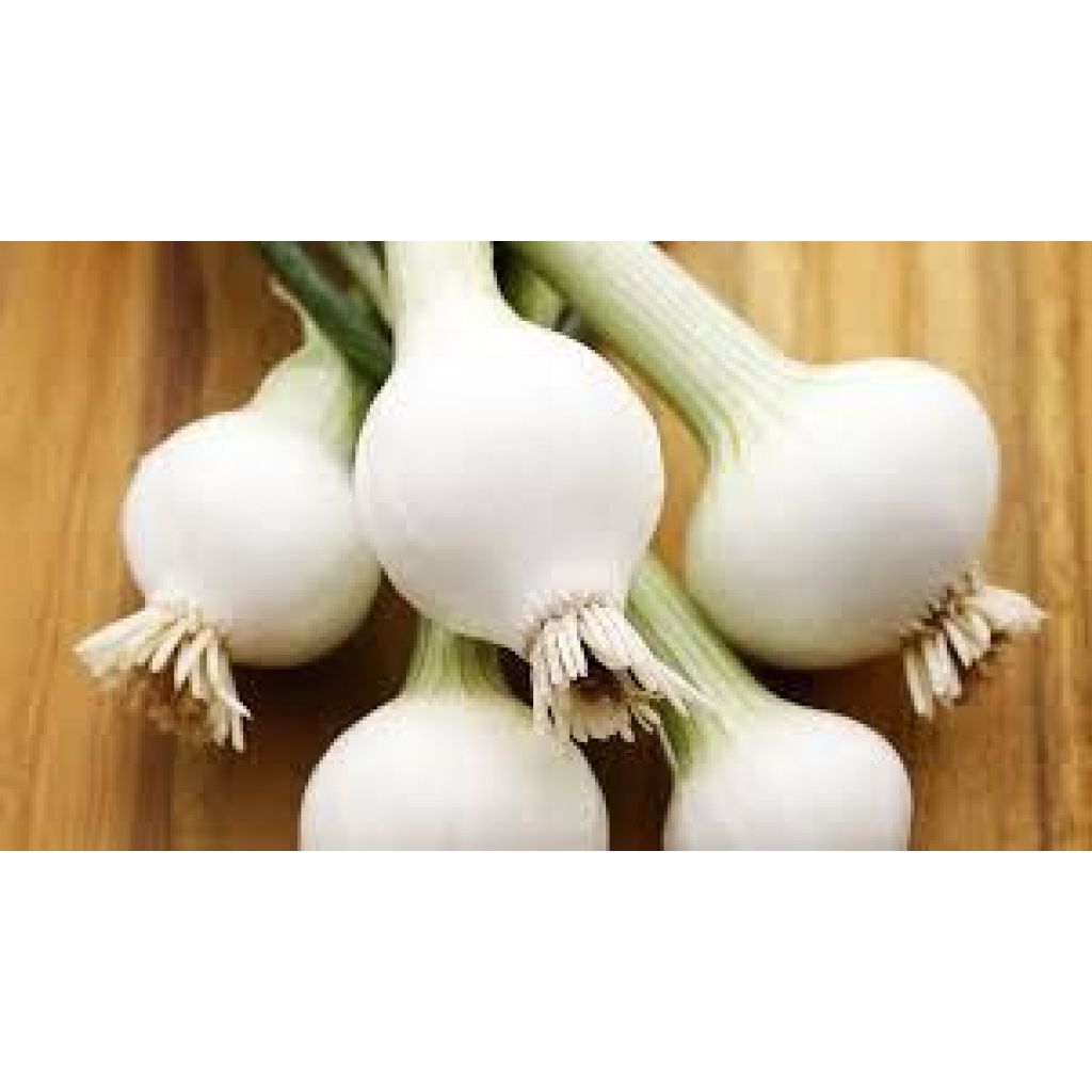 Cipolla rossa e rosata