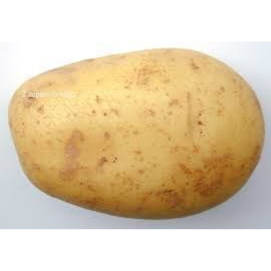 Patate pezzatura pi&ugrave; grande