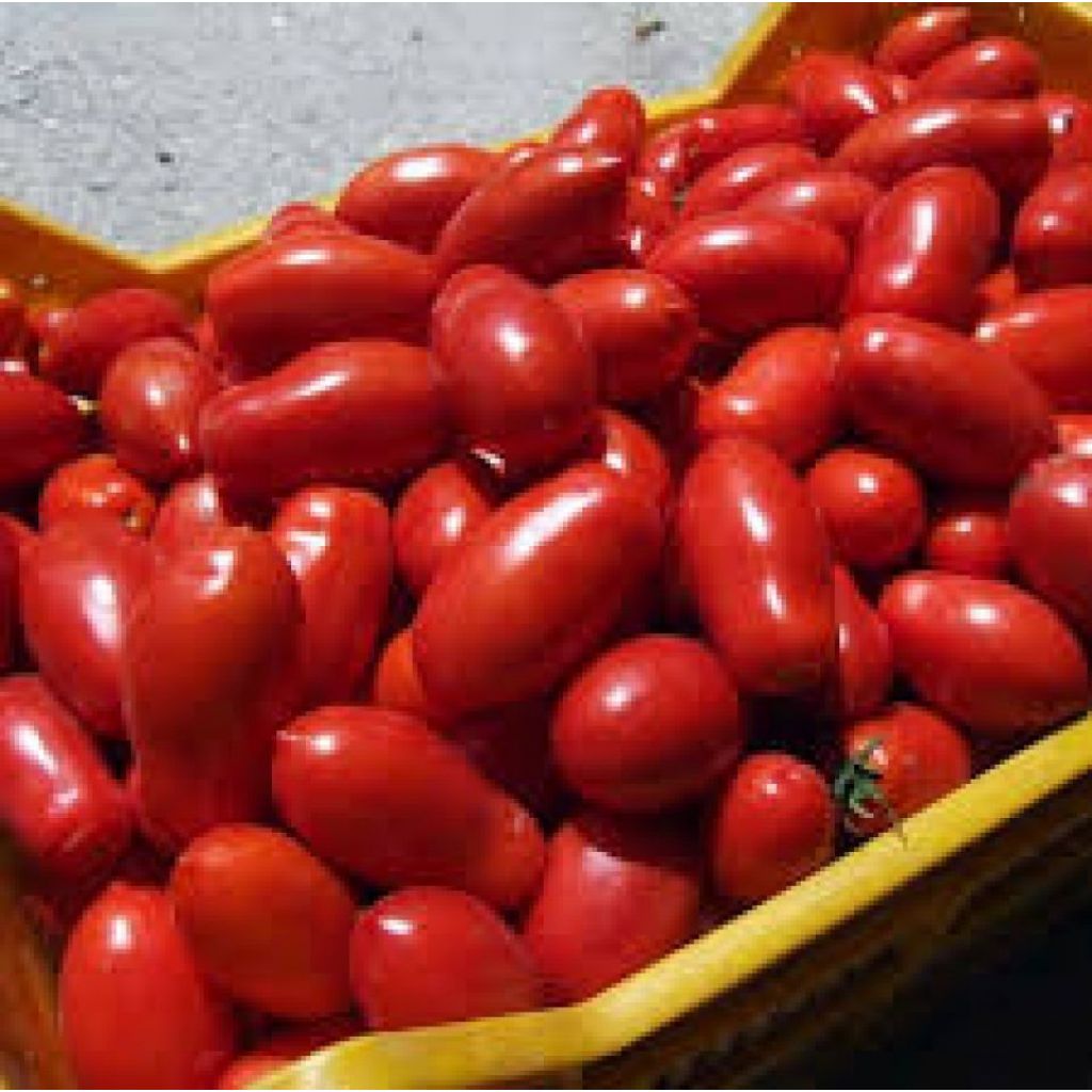 Pomodoro da conserva