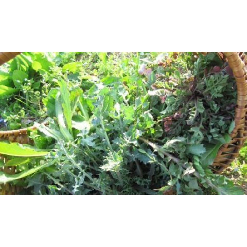 Erba di campo SOLO PAPAVERO 0,5Kg