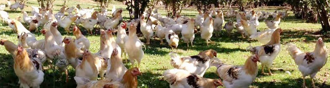 Azienda agricola San Bartolomeo