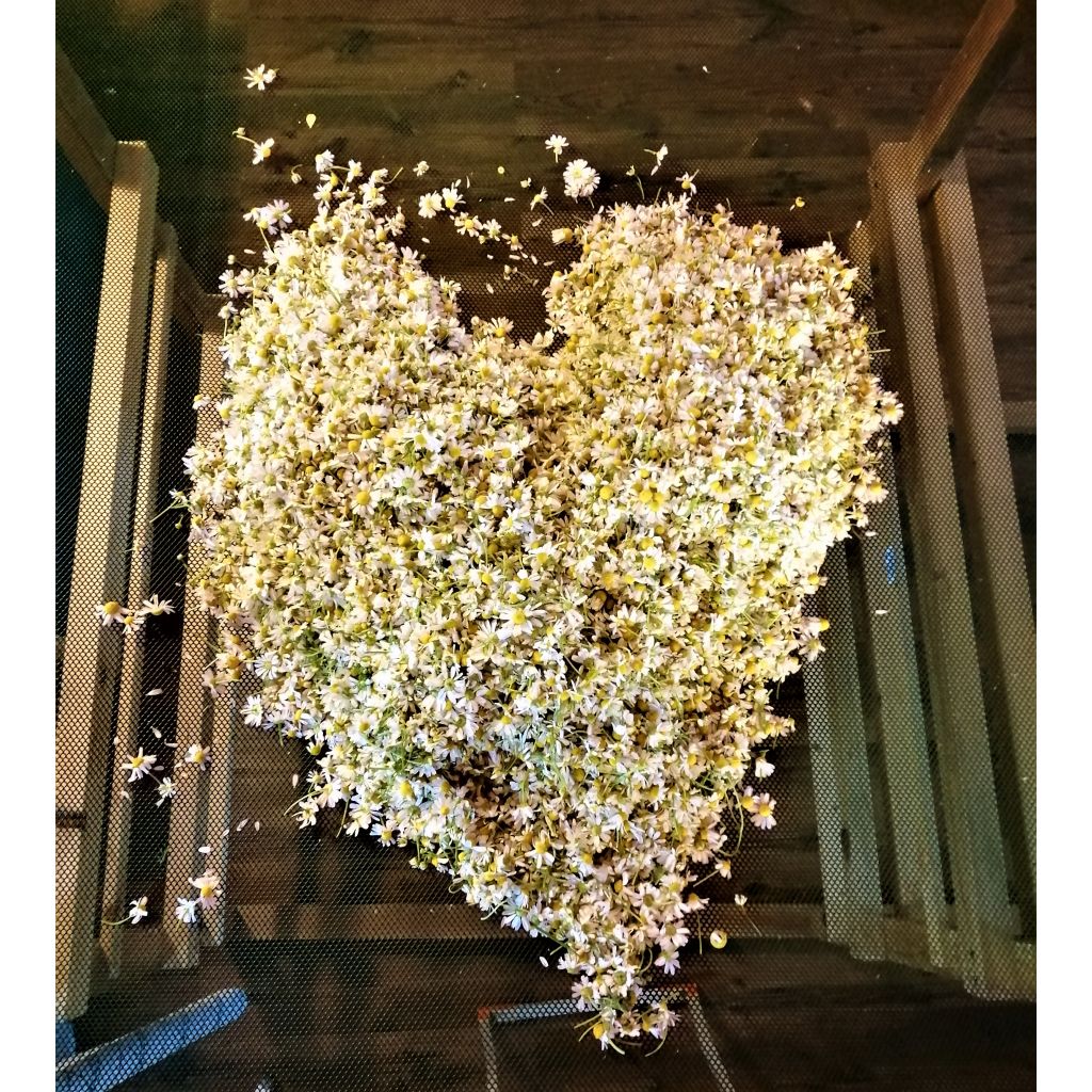 DETERGENTE INTIMO ELICRISO E TEA TREE DA 1 LITRO