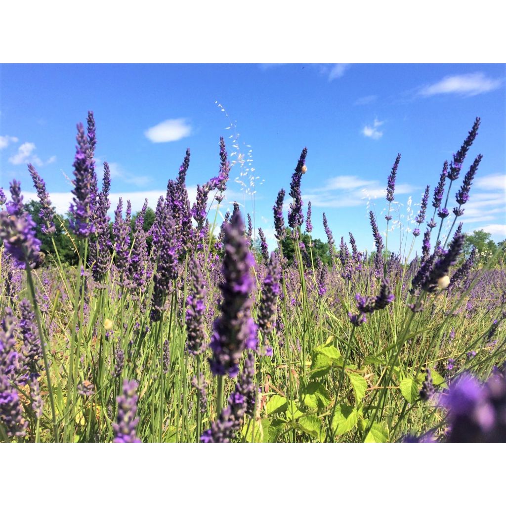 IDROLATO DI LAVANDA BIO 100 ml versione spray